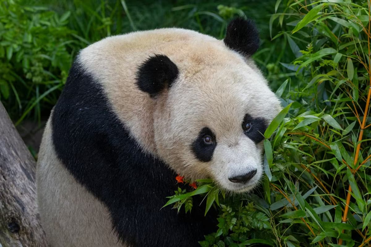 2-Visit Pass: San Diego Zoo + San Diego Zoo Safari Park Tickets