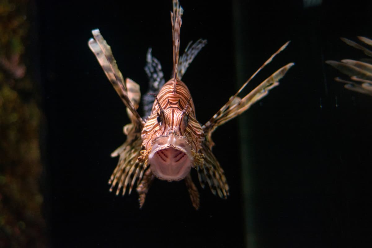 SEA LIFE Sunshine Coast Aquarium Direct Entry Ticket