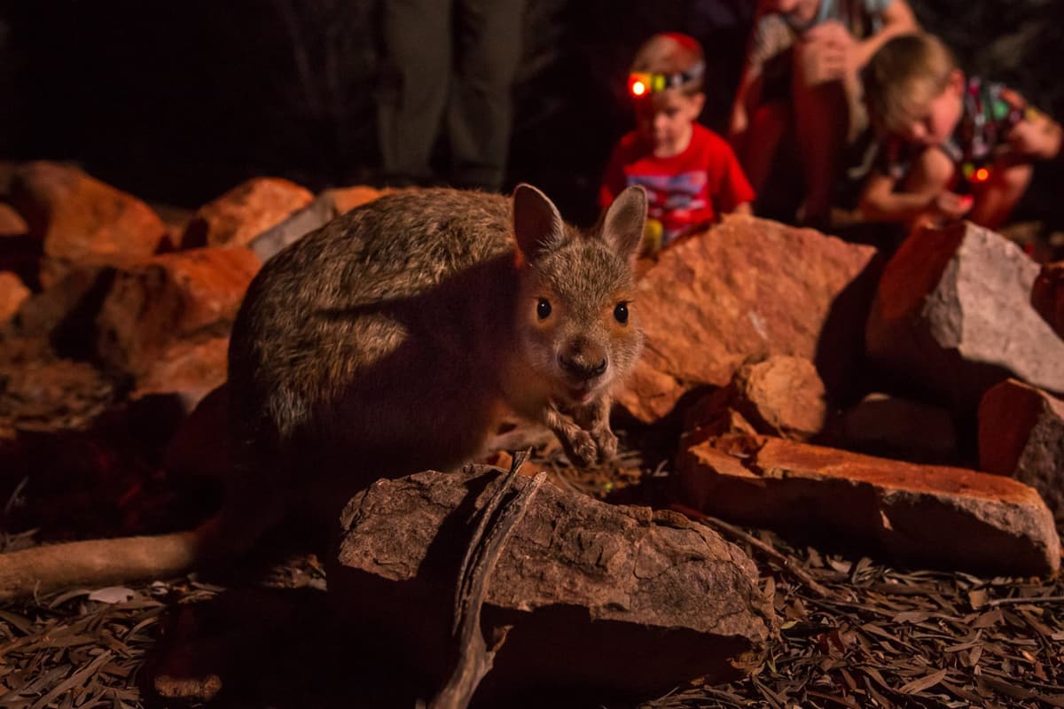 Alice Springs Desert Park