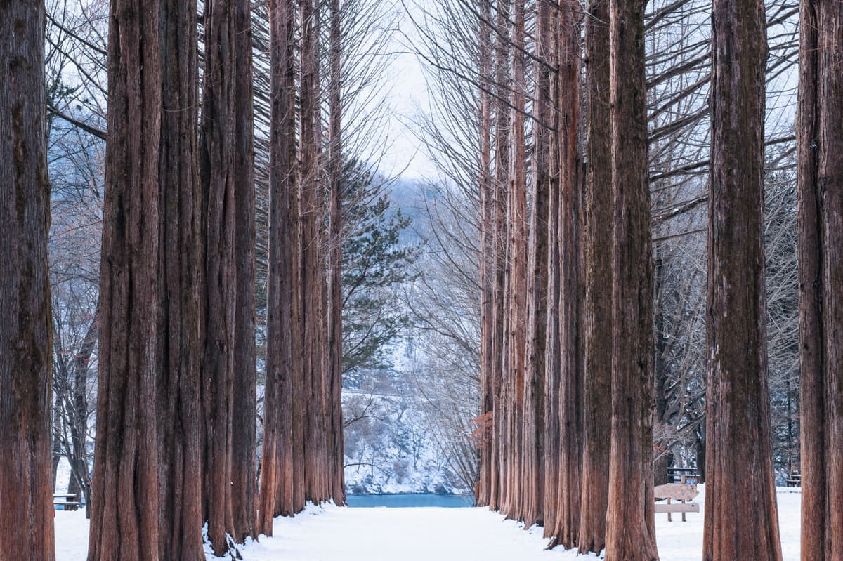 Nami Island, Petite France, Garden of Morning Calm, and Gangchon Rail Bike Tour from Seoul