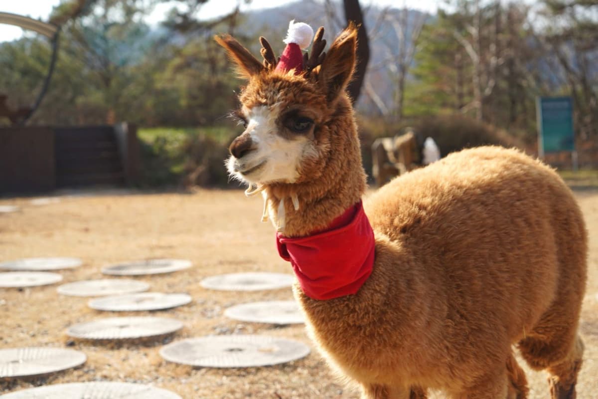 Alpaca World, Nami Island, and Garden of Morning Calm Tour from Seoul
