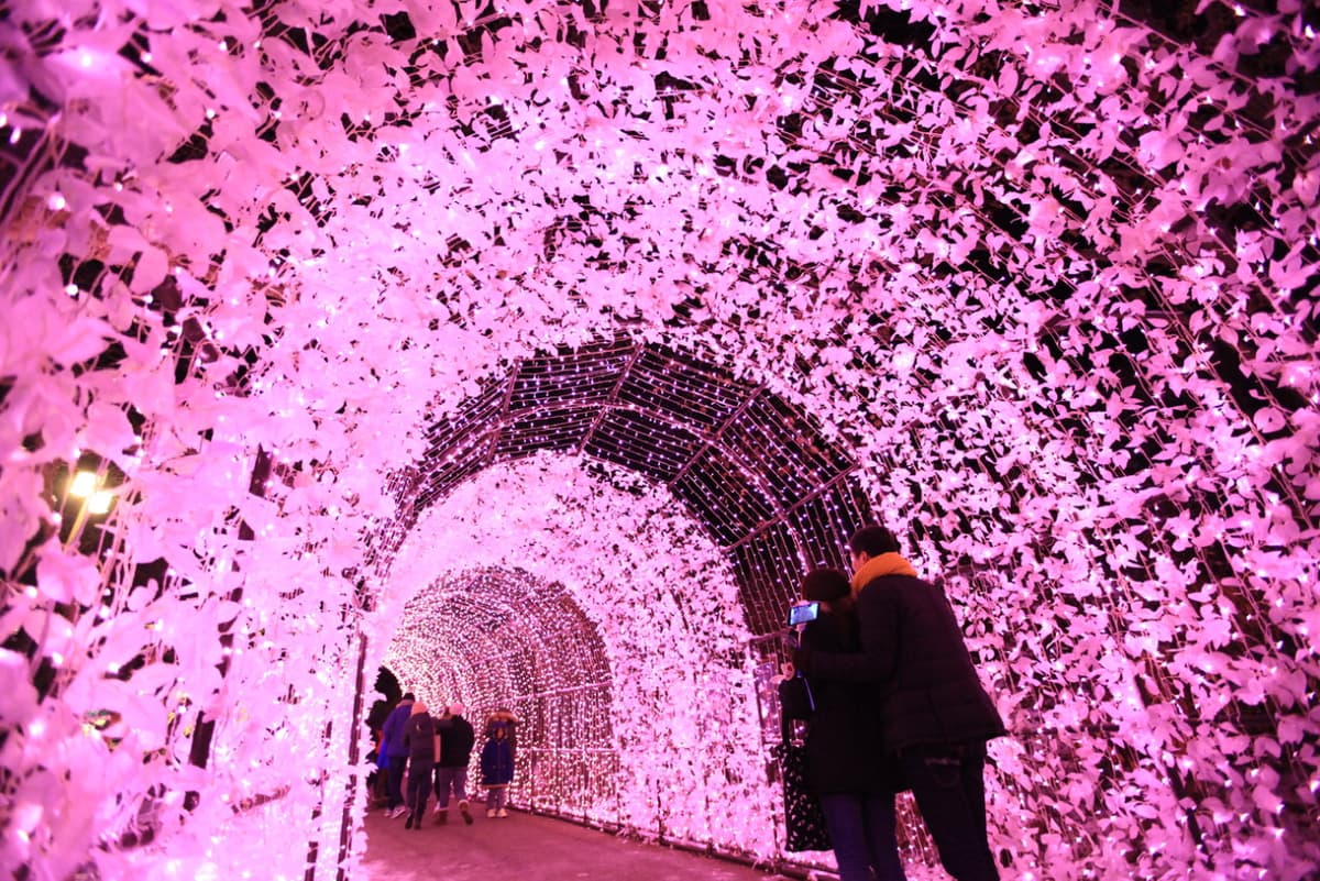Nami Island, Petite France, Italian Village, and Garden of Morning Calm Tour from Seoul