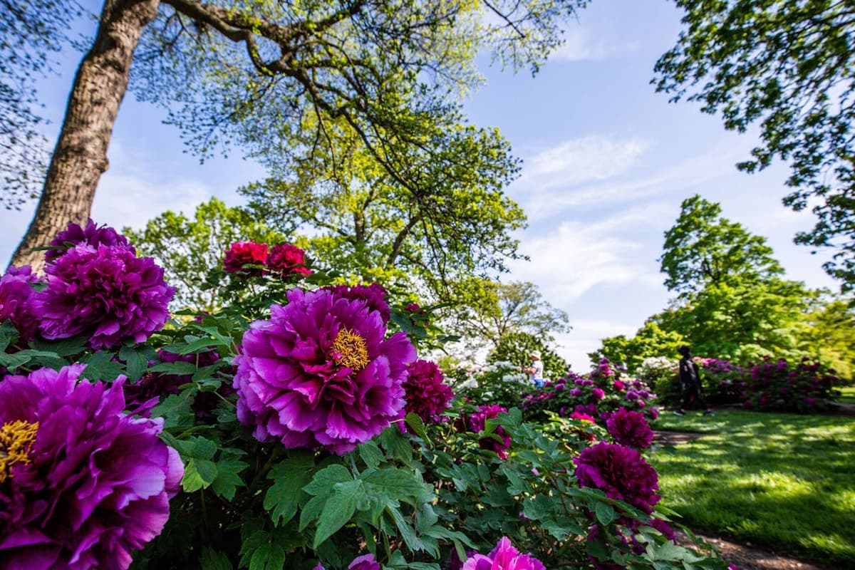 New York Botanical Garden Ticket