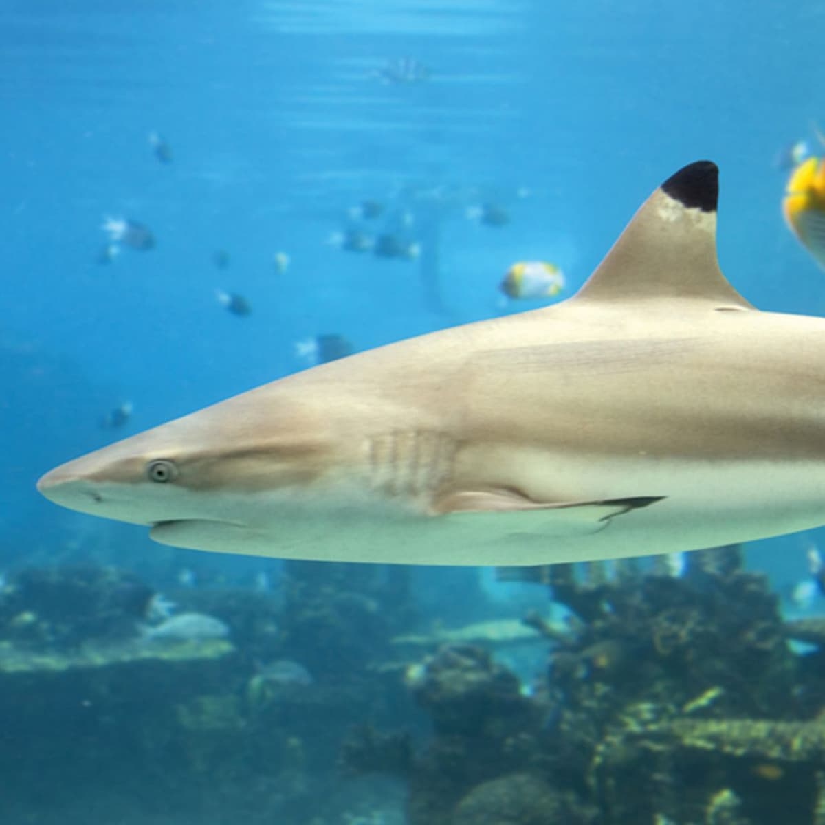 SEA LIFE Paris Aquarium Ticket