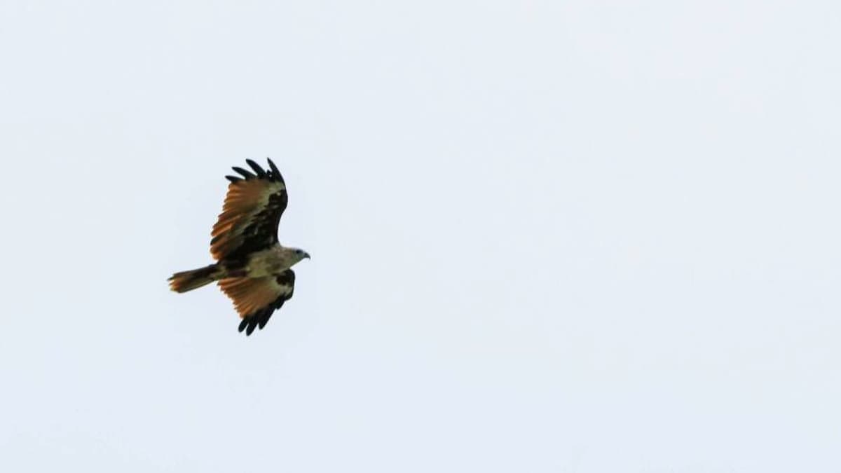 Eagle Watching Experience in Kuala Selangor