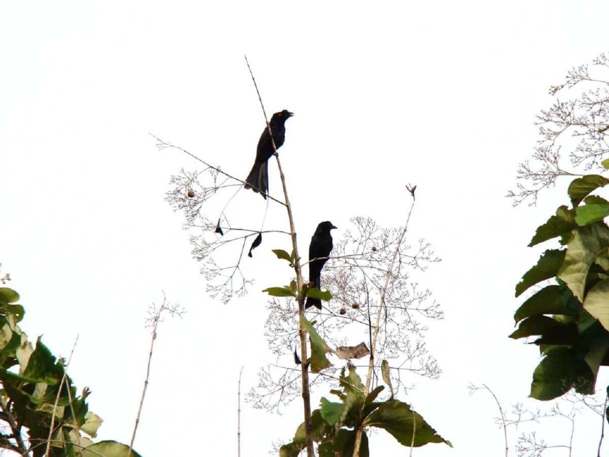 Desaru Coast Birdwatching Experience