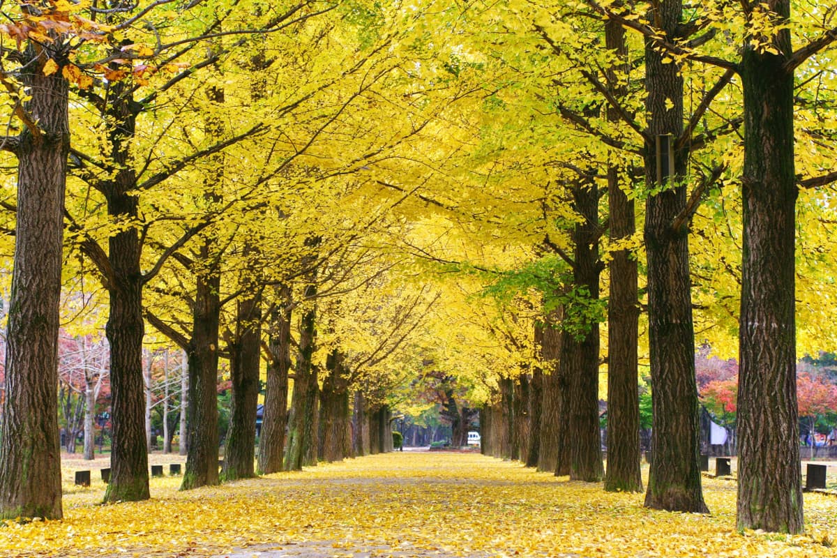 Nami Island Shuttle Bus Transfers from Seoul