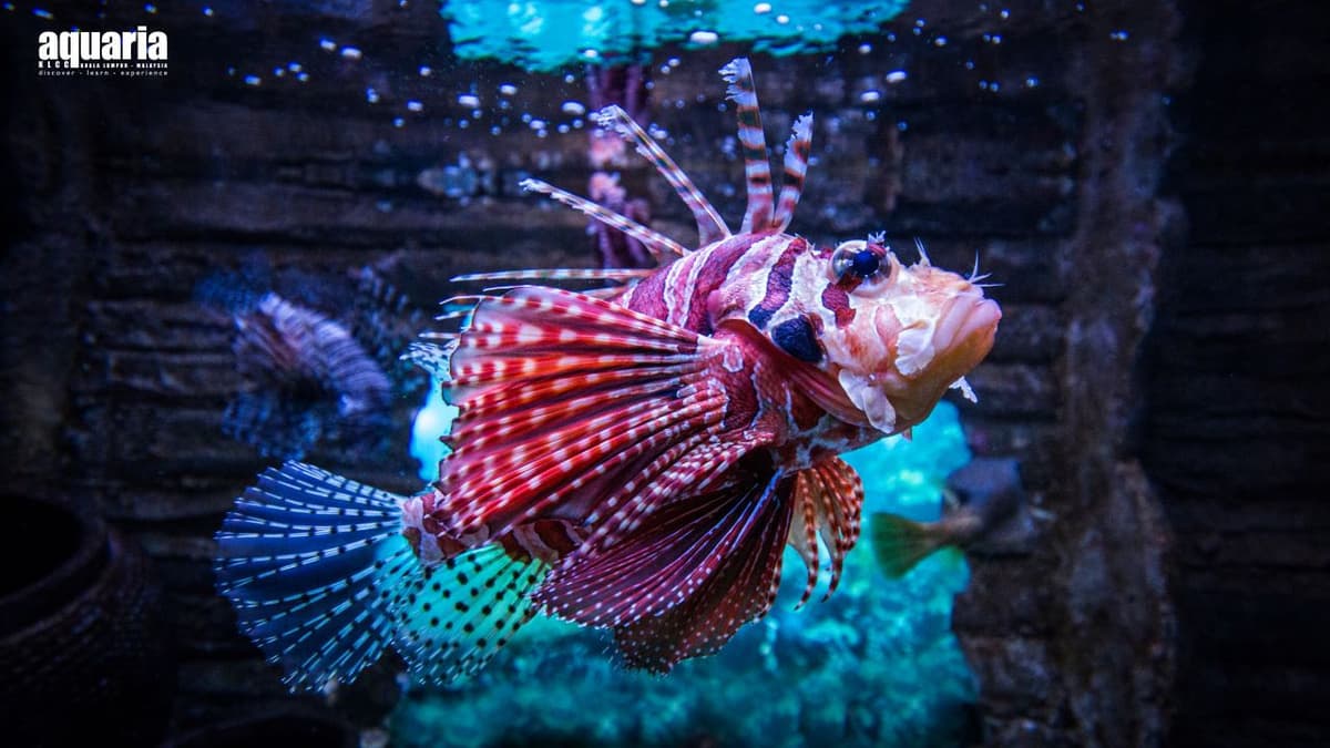 Aquaria KLCC Ticket