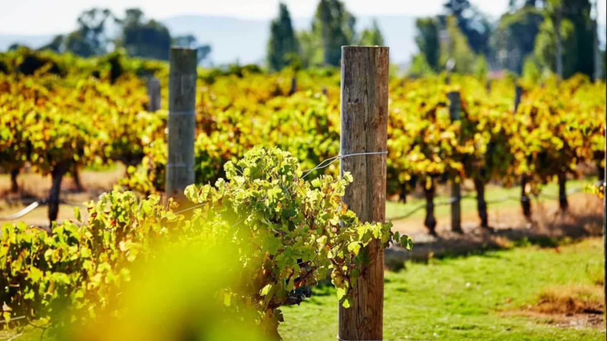 Captain Cook Cruises - Swan Valley Wine Cruise