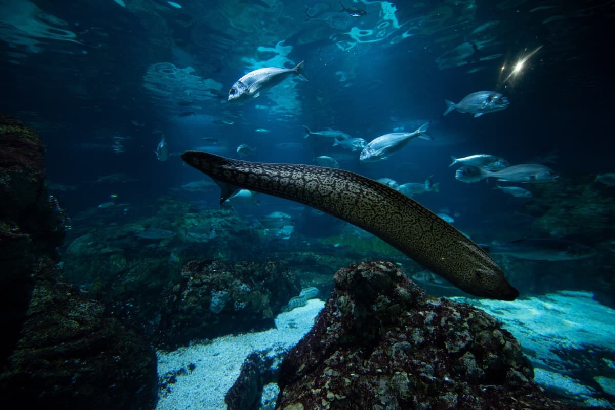 Barcelona Aquarium Ticket