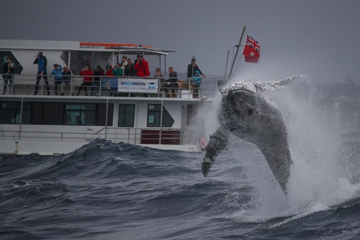 Sydney Whale Watching Cruise