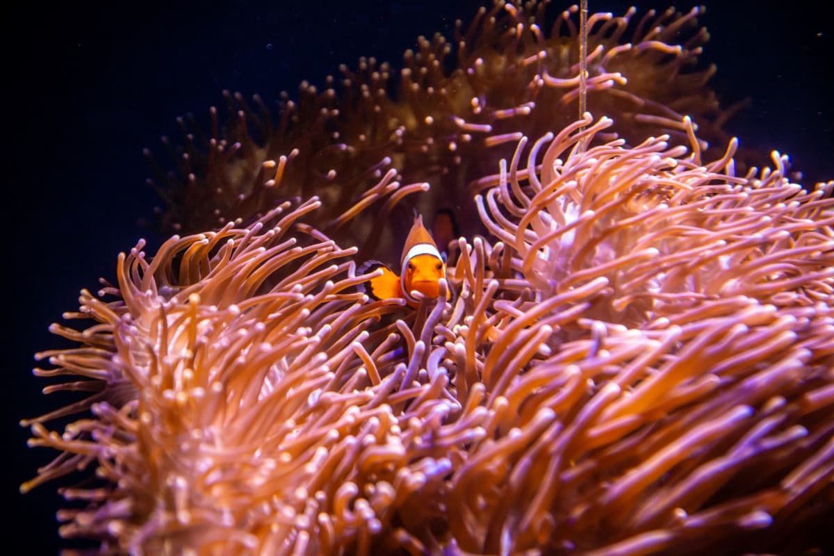 SEA LIFE Sydney Aquarium Direct Entry Ticket