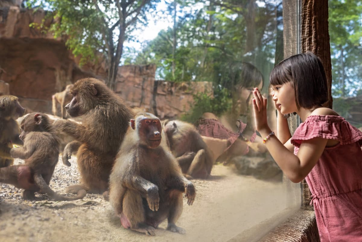 2-Park Destination Pass: Singapore Night Safari + Singapore Zoo Tickets