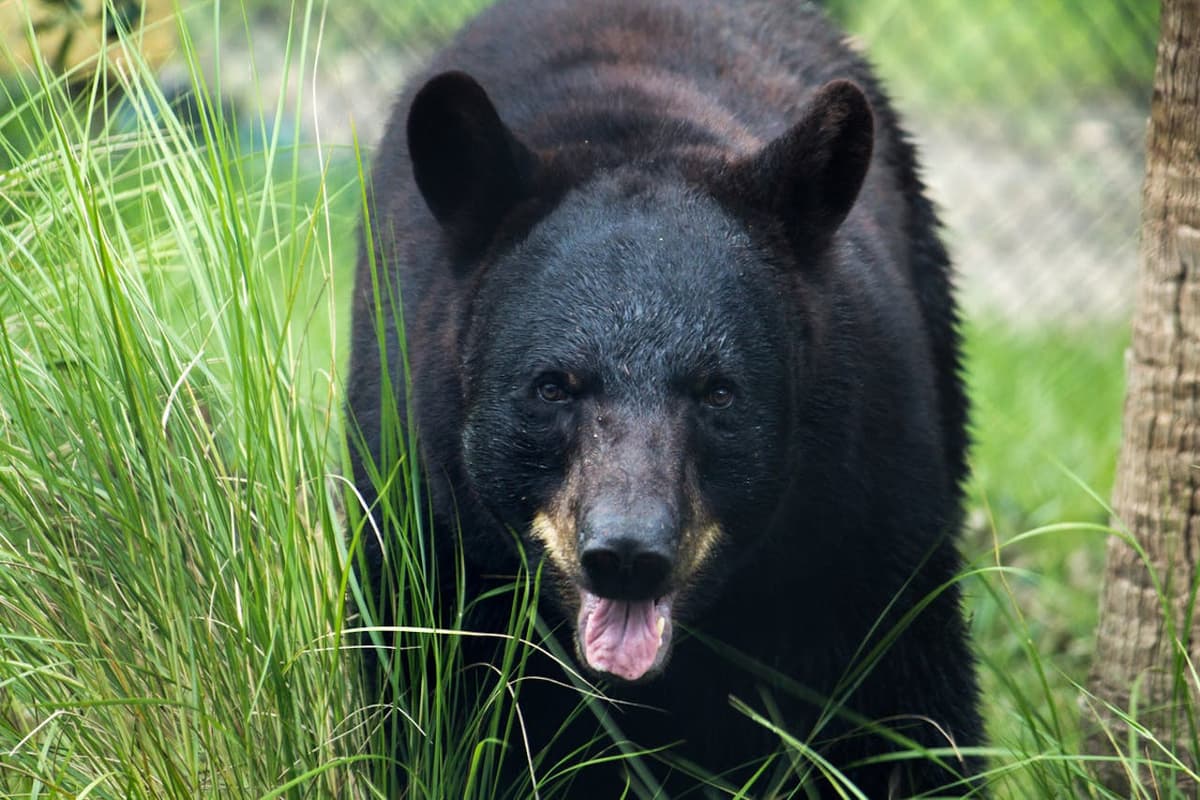 Central Florida Zoo & Botanical Gardens Ticket
