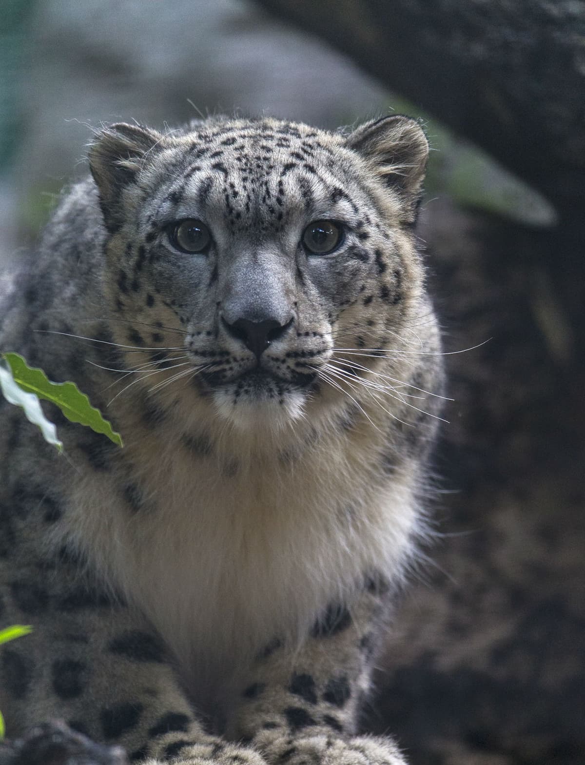 San Diego Zoo