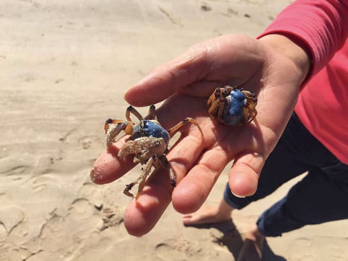 Gold Coast Crab Catching Cruise