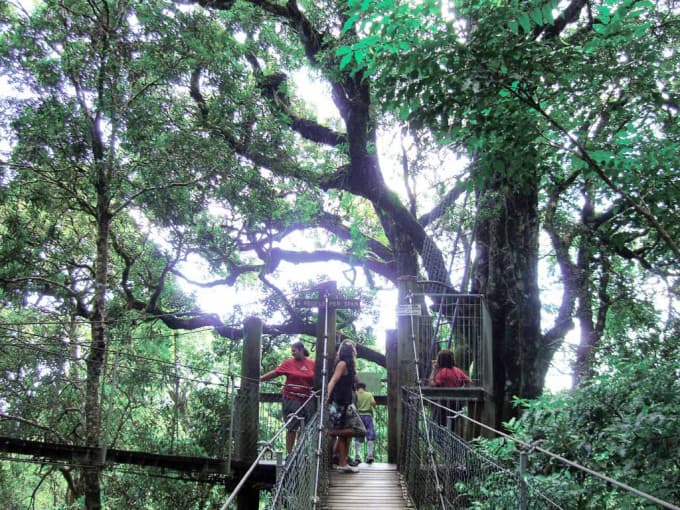 Lamington National Park and O'Reilly Tour from Brisbane