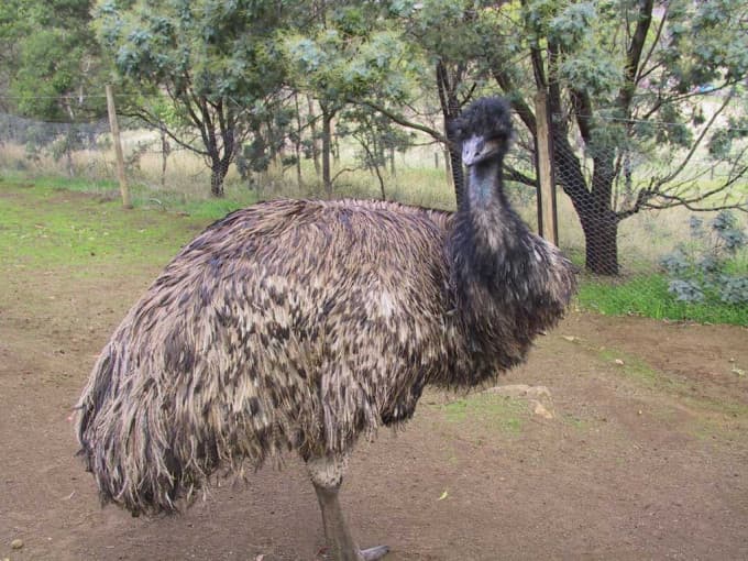 Richmond Village and Bonorong Wildlife Sanctuary Tour